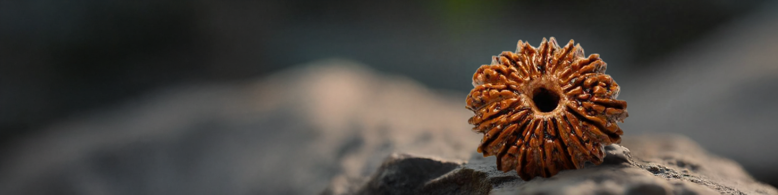 5 Mukhi Rudraksha
